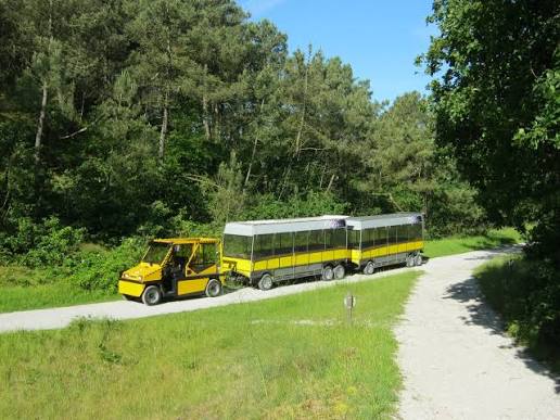 Mit dem "Sonnenzug" durch die Schoorlse Duinen
