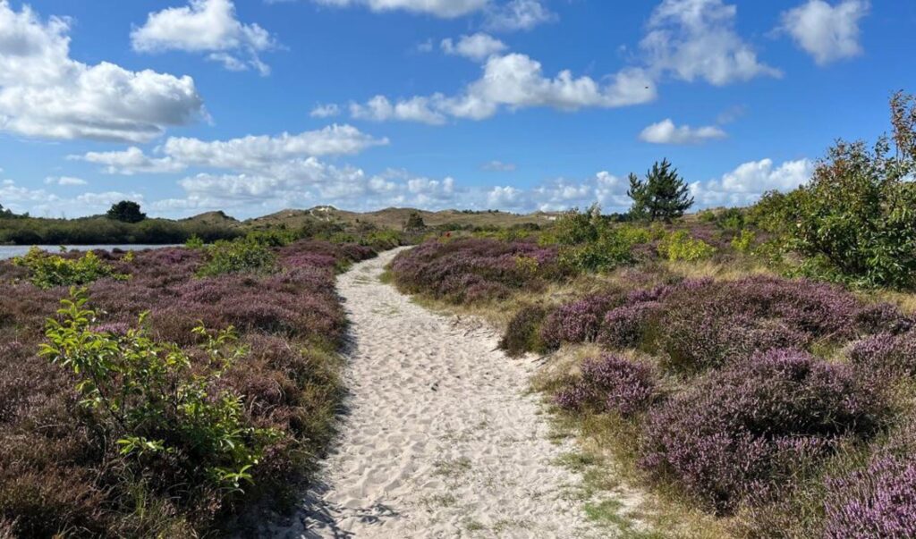 Mit dem "Sonnenzug" durch die Schoorlse Duinen