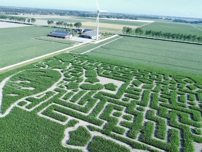 Maislabyrinth "Leben des Windes"